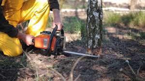 Trusted Byng, OK Tree Removal Experts