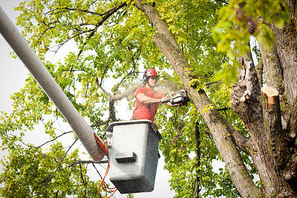 Best Arborist Consultation Services  in Byng, OK