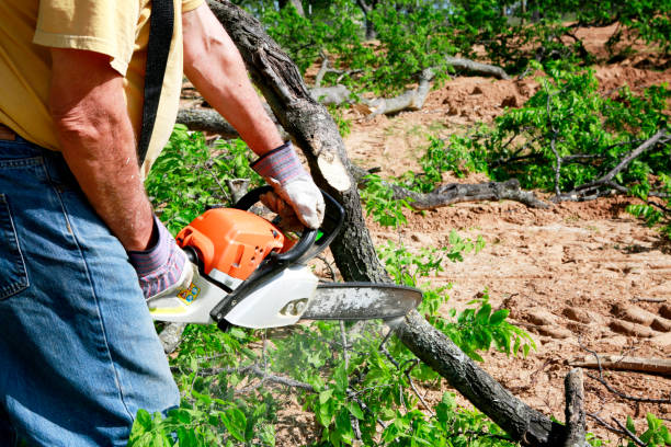 How Our Tree Care Process Works  in  Byng, OK